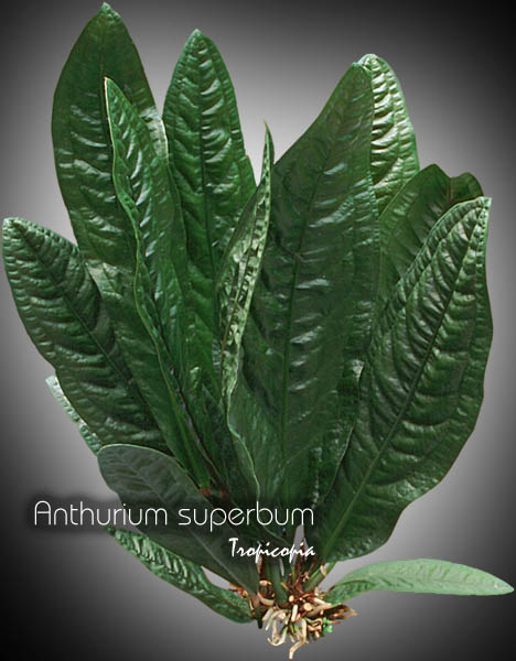 Anthurium - Anthurium superbum - Bronze Anthurium